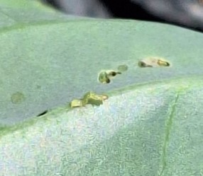 A tiny cabbage looper caterpillar on a leaf next to chewed up holes.
